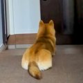 犬が『飼い主の帰り…