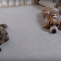 フェレットちゃんに…