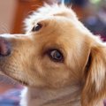 犬が飼い主を遊びに…