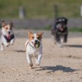 犬に必要な純粋運動…