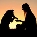 愛犬が教えてくれる…