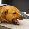 中高齢の犬が『咳を…