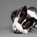 犬が『危険を察知し…