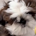 モップのような『モ…