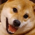 「国勢調査ならボク…