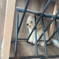 小型犬が『自分より…