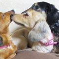 犬欲しい！何犬を飼…