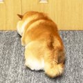 犬が『いじけてしま…