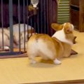 新入り子犬へ『可愛…