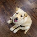 犬にとって危険な『…
