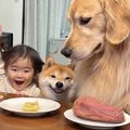 2匹の犬が『ダイニン…
