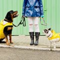 愛犬との『雨の日の…