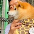 動物園で初めて『ト…