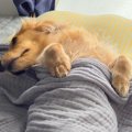 『犬に一生赤ちゃん…