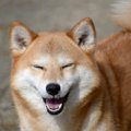 日本犬が飼い主以外…
