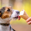 犬を人のように扱う…