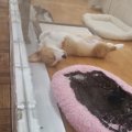 ペットショップで売…