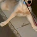 子犬を散歩して40分…
