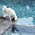 泳ぎが得意な犬と苦…