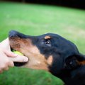 犬が『モノに執着』…
