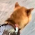 雨の日、散歩に行く…