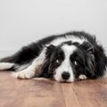 犬が『ワガママな性…