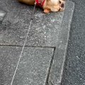 公園が大好きな犬に…