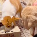 犬のケーキを横取り…