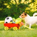犬が好みやすい『お…