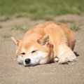 犬がピクピク痙攣を…