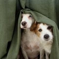 犬が『助けて』と飼…