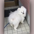 １歳児には逆らえな…