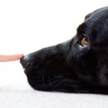犬が飼い主に『鼻キ…