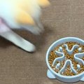 子犬のご飯に『早食…