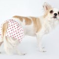 犬がヒートしている…
