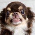 犬が『わがままで唸…