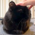 黒猫を撫でていたら…