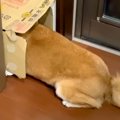 散歩嫌いの犬に『散…