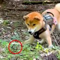 ビビリな犬が『初め…