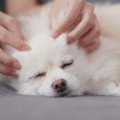 犬が幸せになる『撫…