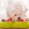 犬にホルモンを与え…