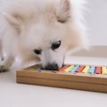 犬に『新しいゲーム…