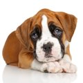 犬が悲しい目をして…
