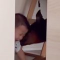赤ちゃんと大型犬に…