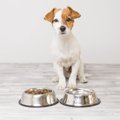 犬が『イジワルされ…