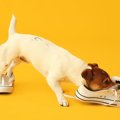 犬が飼い主を『わざ…