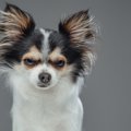 犬が目を細める『4つ…