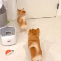 1ヶ月ぶりに飼い主と…