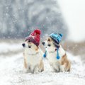 犬にも「冷え性」っ…