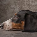 犬の元気が無くなっ…